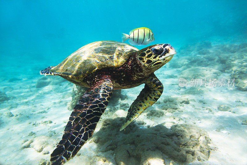 玳瑁海龟(Eretmochelys imbricata)